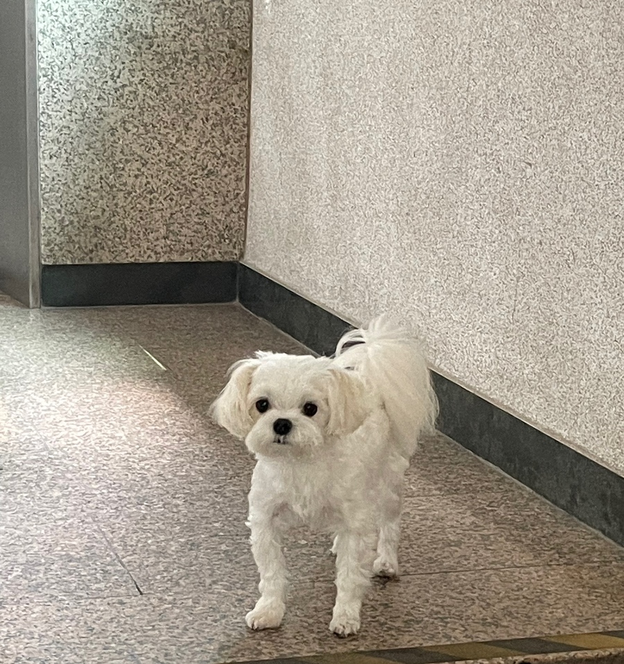 발레슈학원 이미지