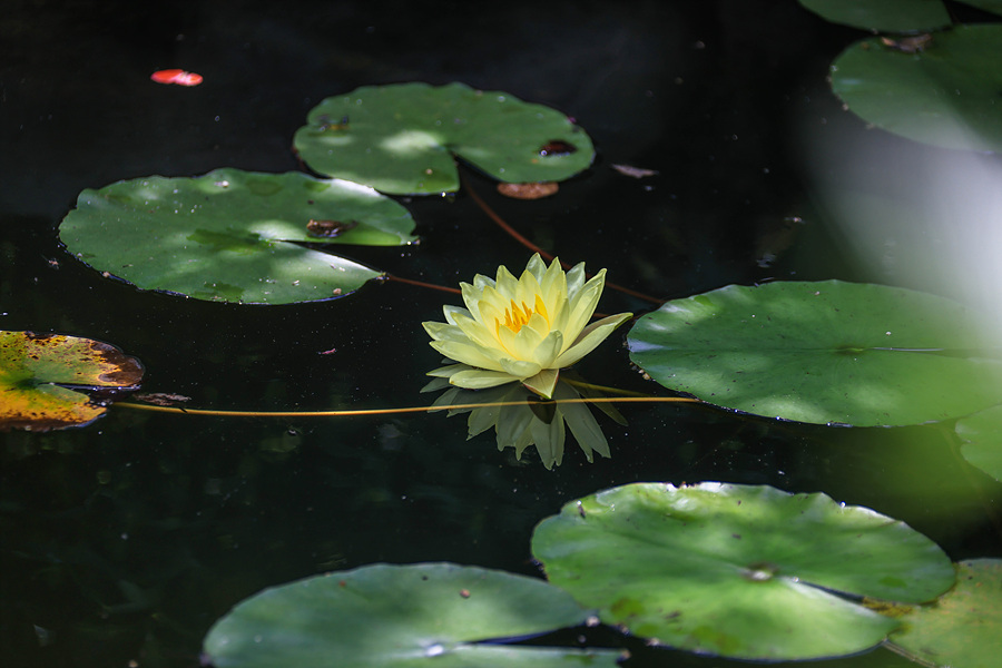 화.수.목(花.水.木 이미지