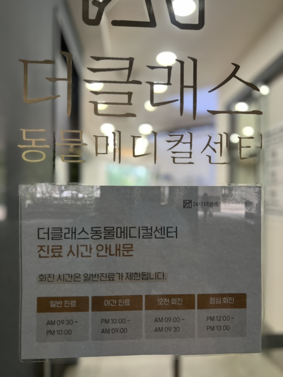 분당 말티푸 슬개골 진료, 기관지염 치료 후기 — 사진 4