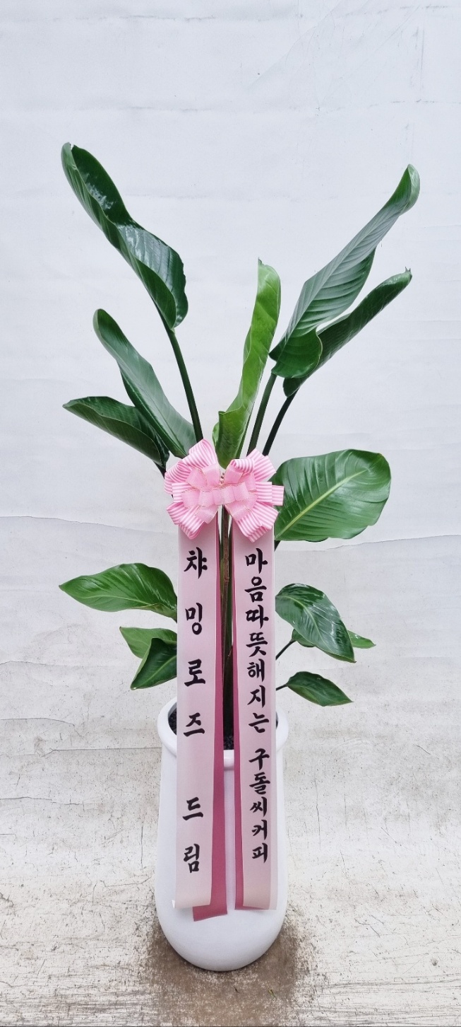 구돌씨커피 이미지