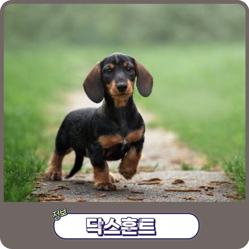 닥스훈트(DACHS HUND) 이미지