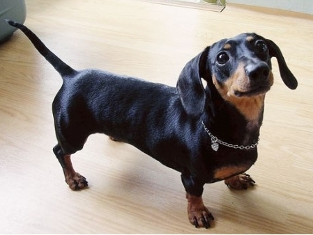 닥스훈트(DACHS HUND) 이미지