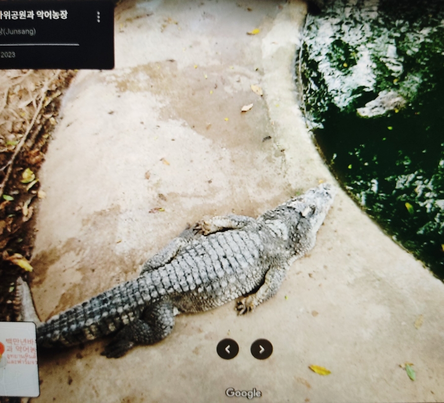악어픽쳐스 이미지