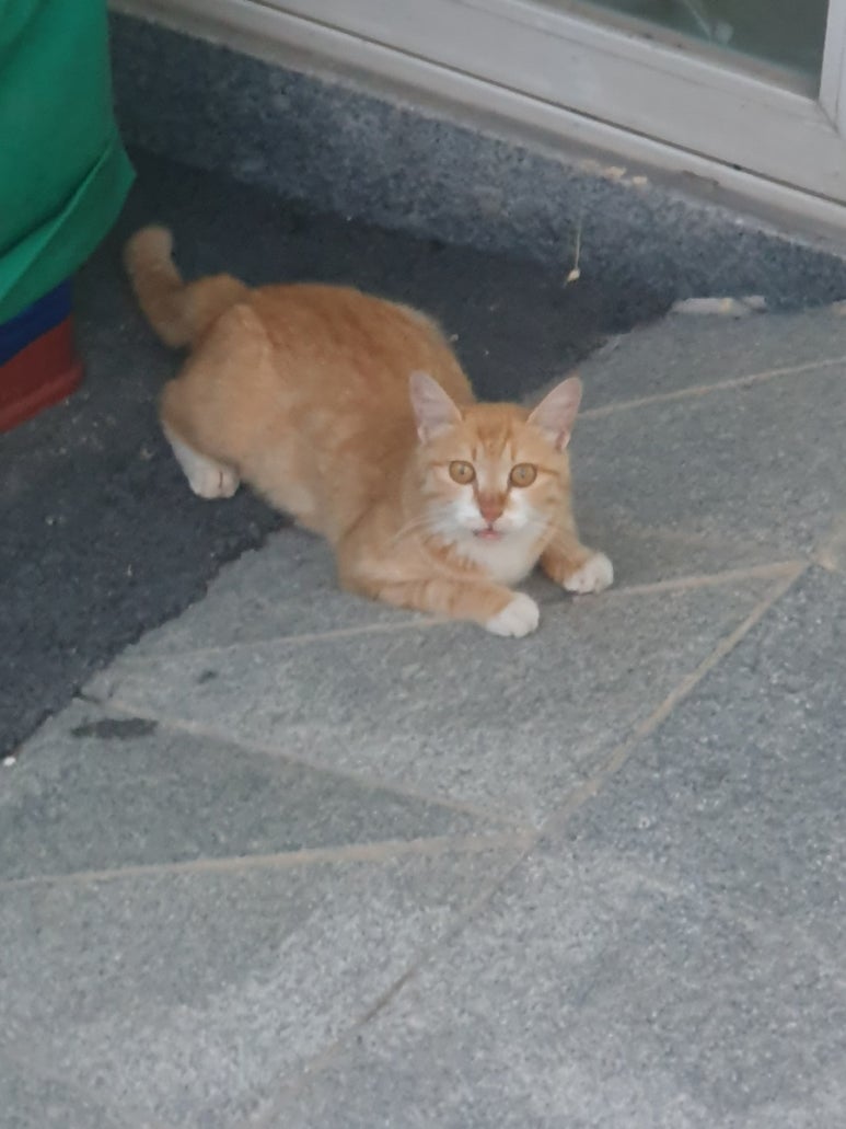 탑치킨호프 이미지