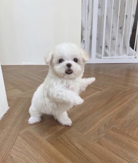 아이브래쉬 이미지
