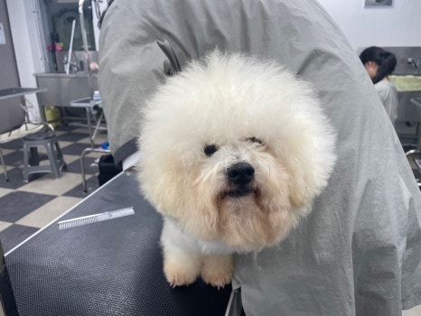 중앙애견미용학원 이미지