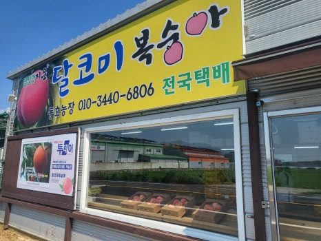 동호농장달코미복숭아 이미지