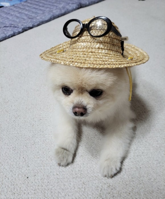 뚱이이모네 이미지