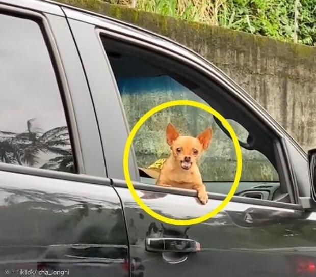 보인주 이미지