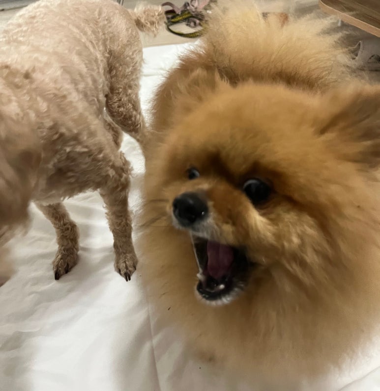 무뭉이네 이미지