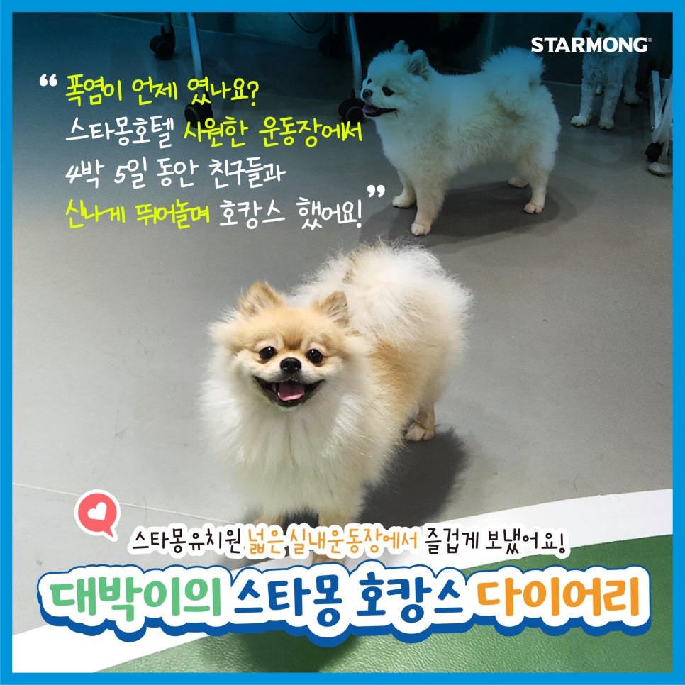 강남 애견호텔 스타몽, 우리 강아지 여름 호캉스 후기