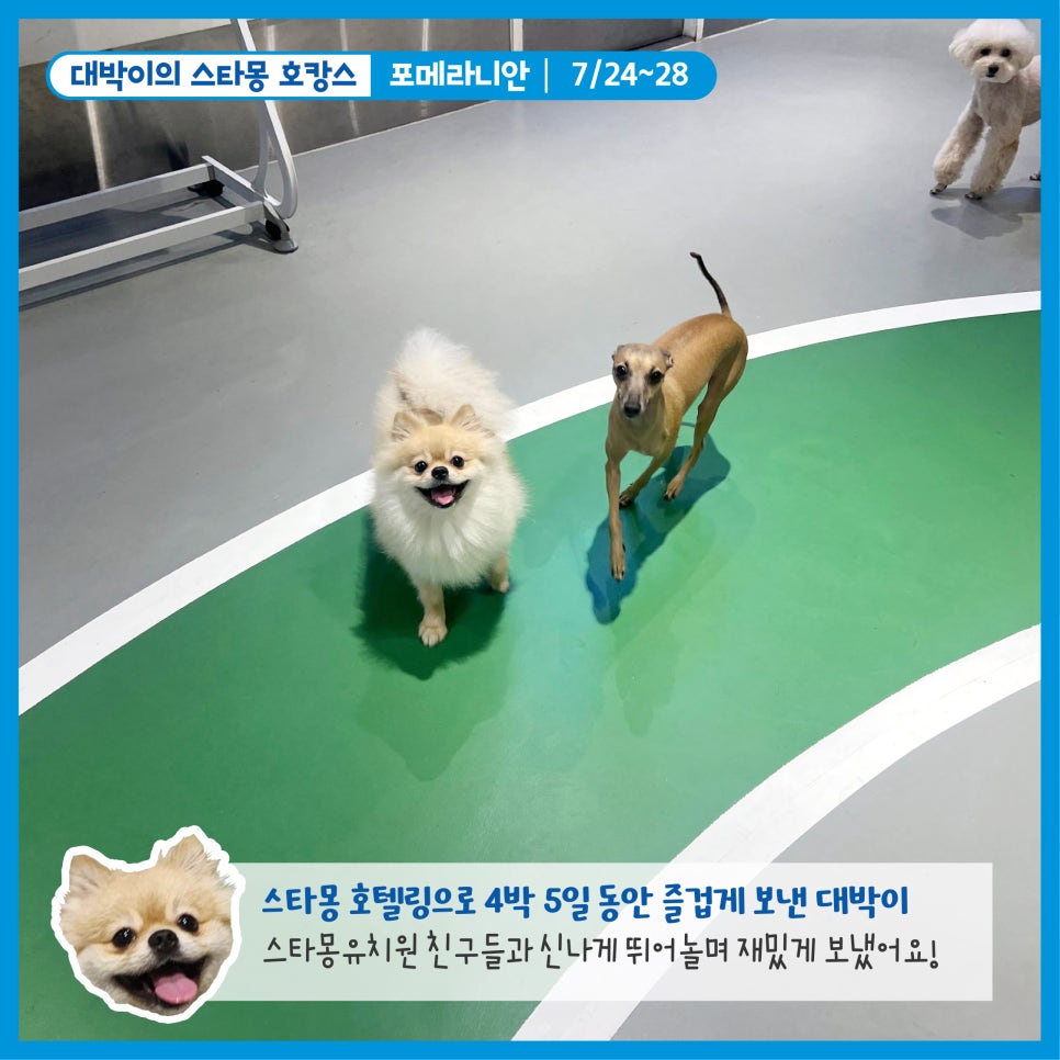 강남 애견호텔 스타몽, 우리 강아지 여름 호캉스 후기 — 사진 2