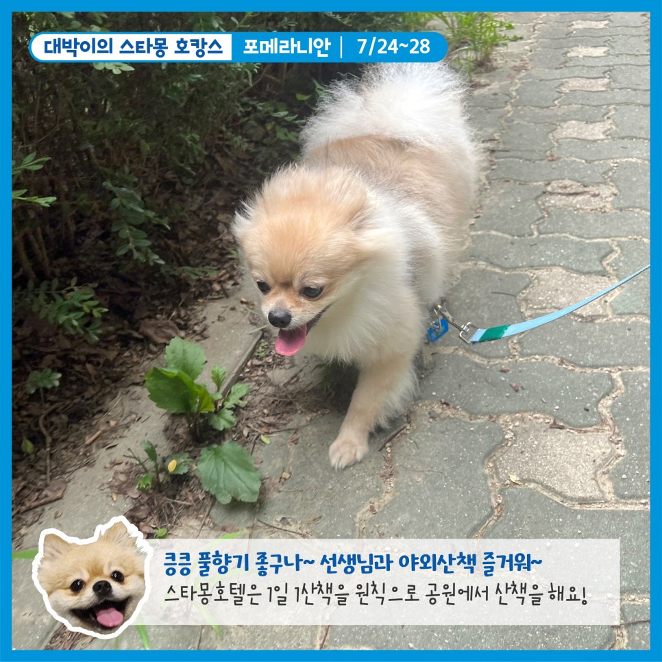 강남 애견호텔 스타몽, 우리 강아지 여름 호캉스 후기 — 사진 3