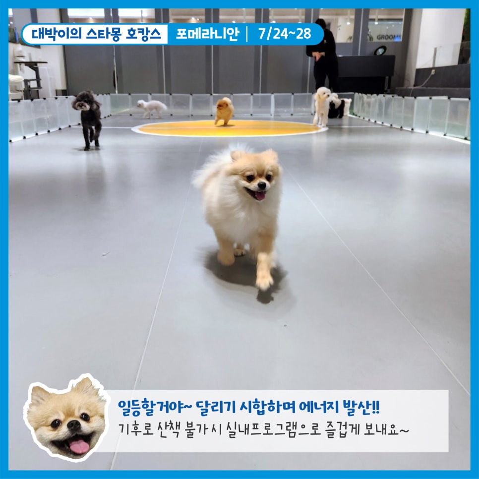 강남 애견호텔 스타몽, 우리 강아지 여름 호캉스 후기 — 사진 4