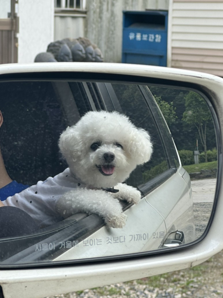 멍멍나래 이미지