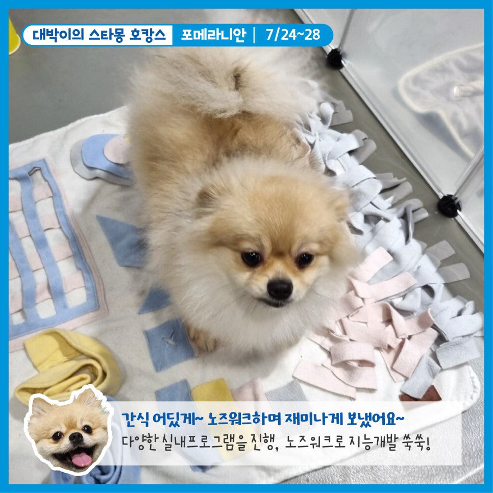강남 애견호텔 스타몽, 우리 강아지 여름 호캉스 후기 — 사진 5