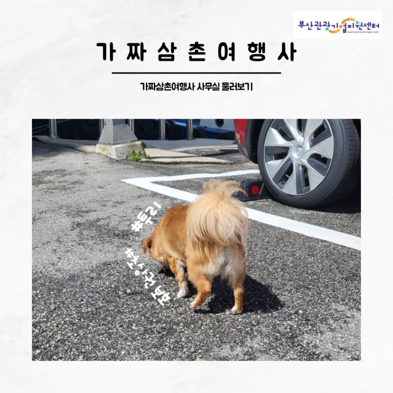 가짜삼촌여행사 이미지