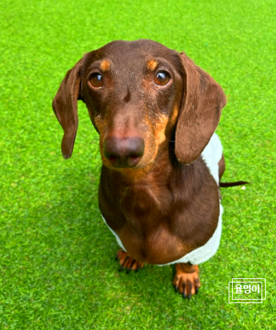 닥스훈트(DACHS HUND) 이미지