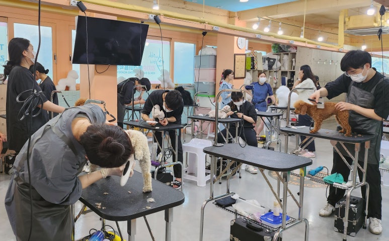 김지순애견미용학원 이미지