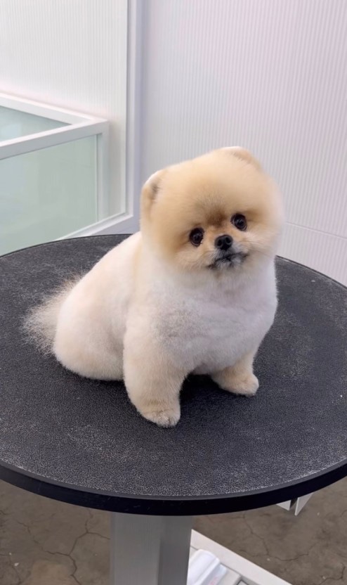 헤이버디 이미지