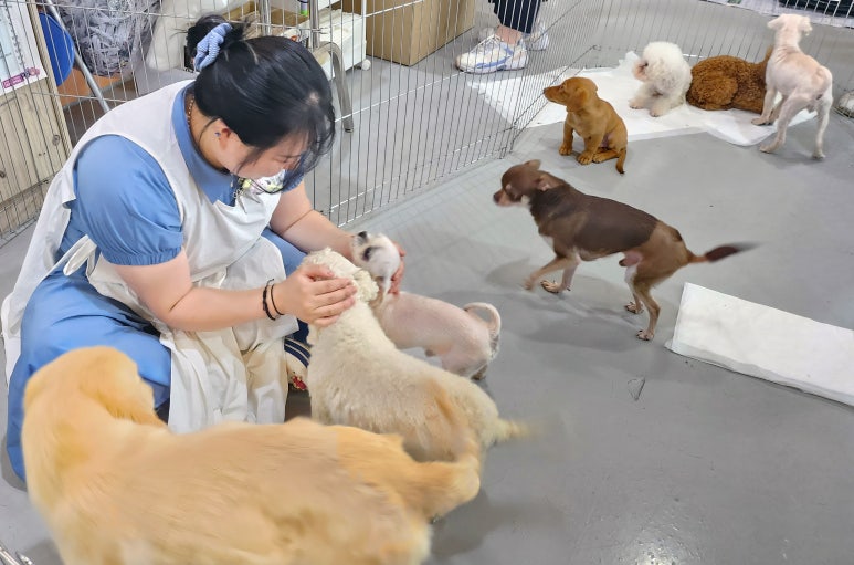 김지순애견미용학원 이미지