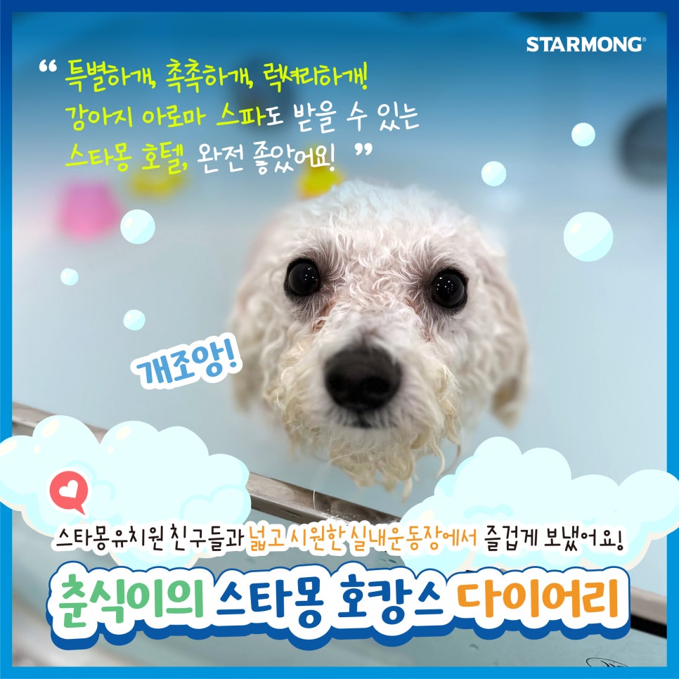 서초 스타몽 애견호텔, 강아지 호캉스 스파 & 데이케어