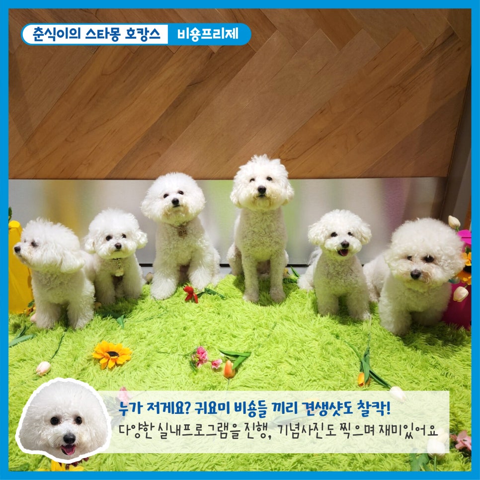 서초 스타몽 애견호텔, 강아지 호캉스 스파 & 데이케어 — 사진 5