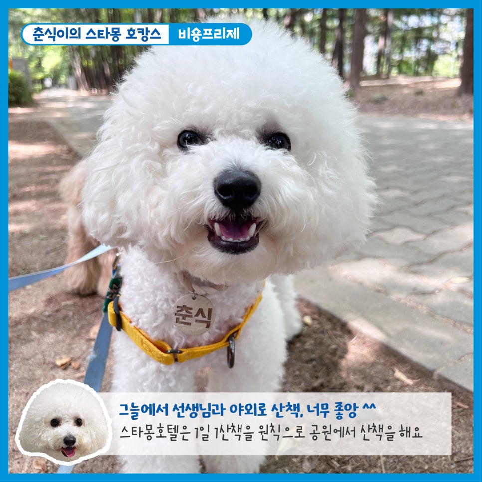 서초 스타몽 애견호텔, 강아지 호캉스 스파 & 데이케어 — 사진 3
