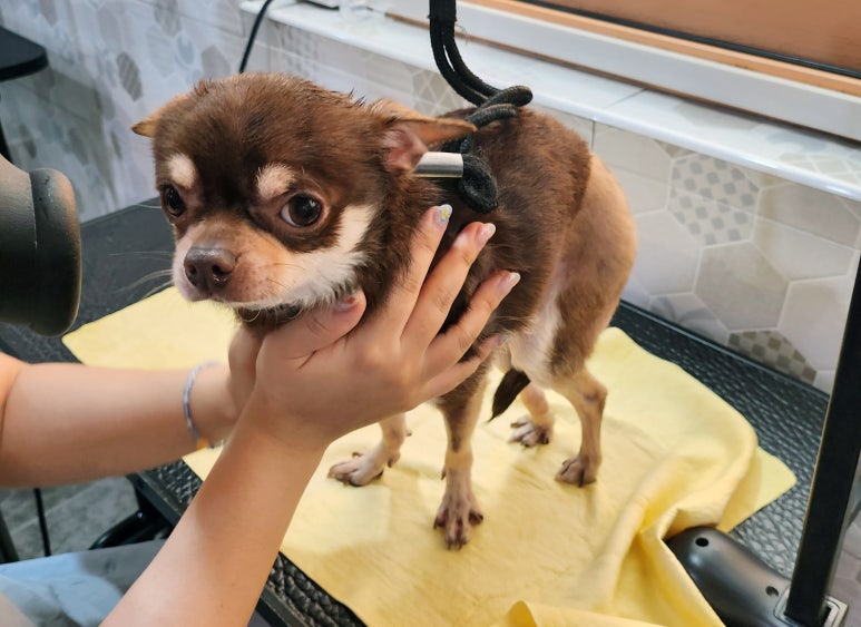 김지순애견미용학원 이미지