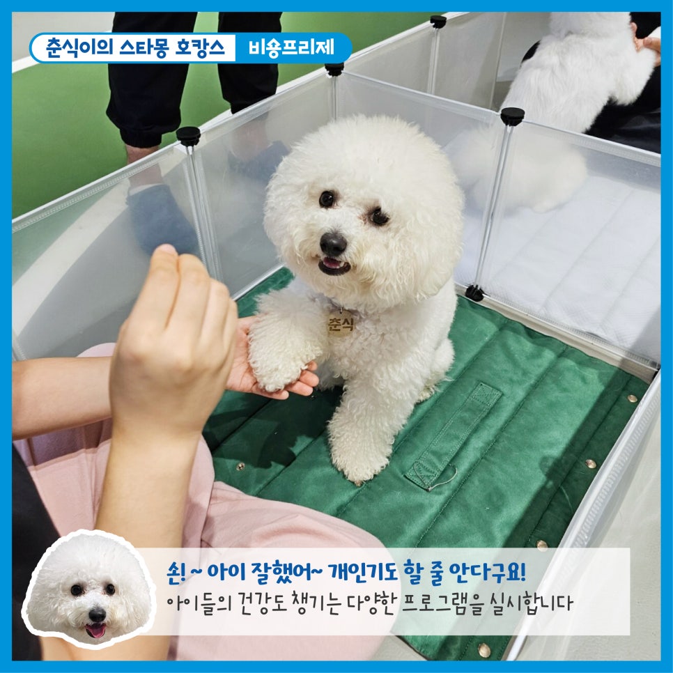 서초 스타몽 애견호텔, 강아지 호캉스 스파 & 데이케어 — 사진 6