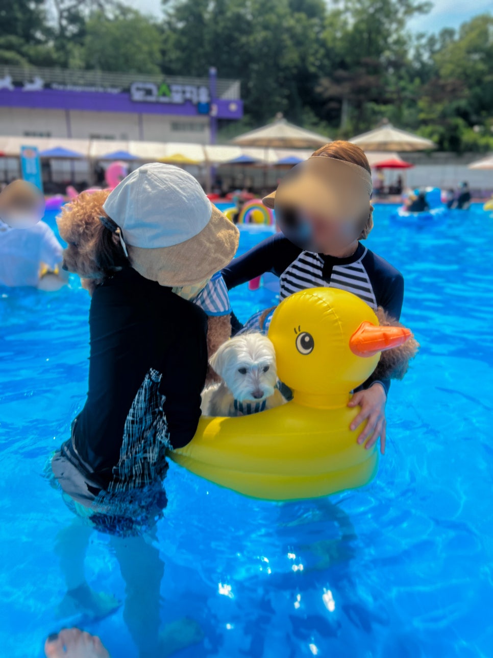 송추 도그스포지움 강아지 수영장 여름 물놀이 후기 — 사진 14