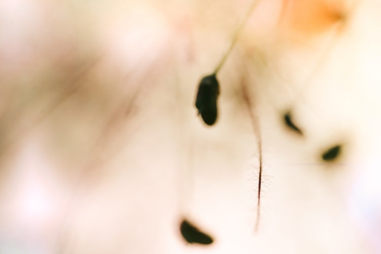 정상 정자 이미지