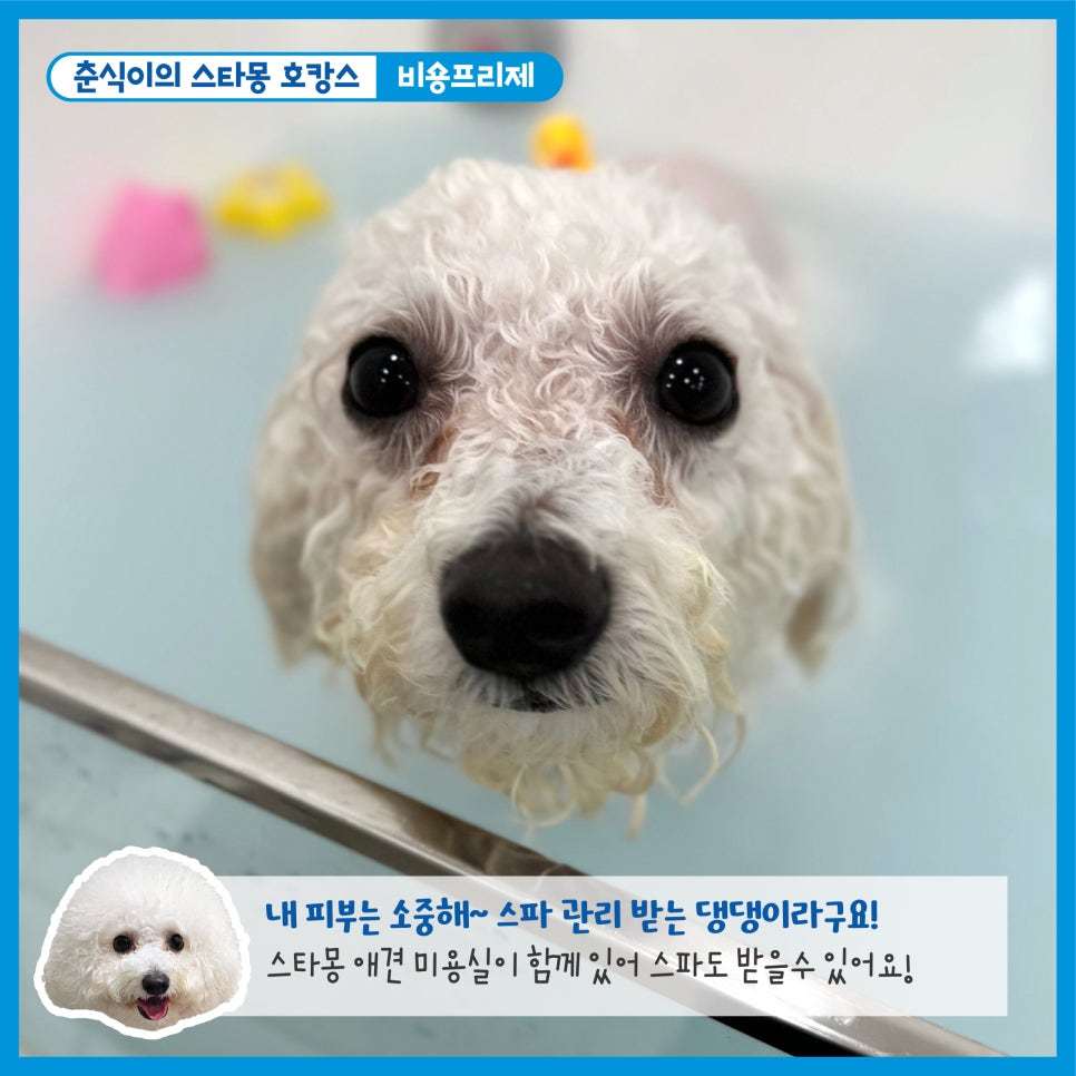 서초 스타몽 애견호텔, 강아지 호캉스 스파 & 데이케어 — 사진 7