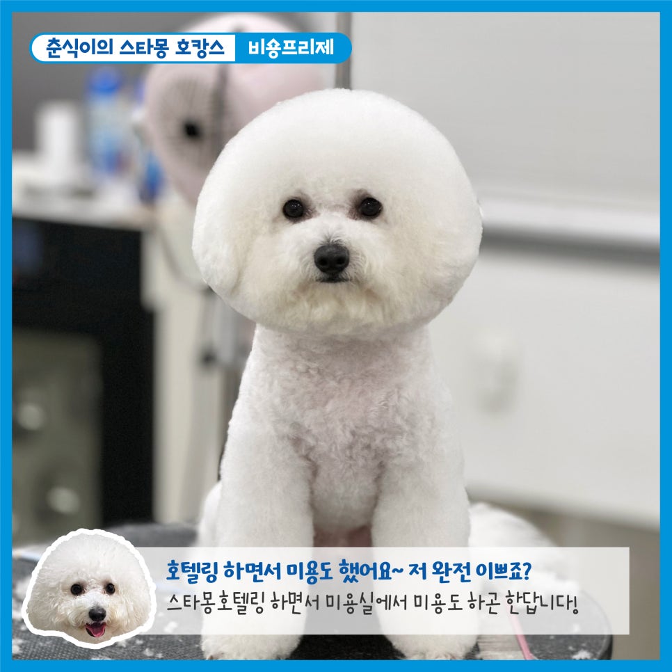 서초 스타몽 애견호텔, 강아지 호캉스 스파 & 데이케어 — 사진 2