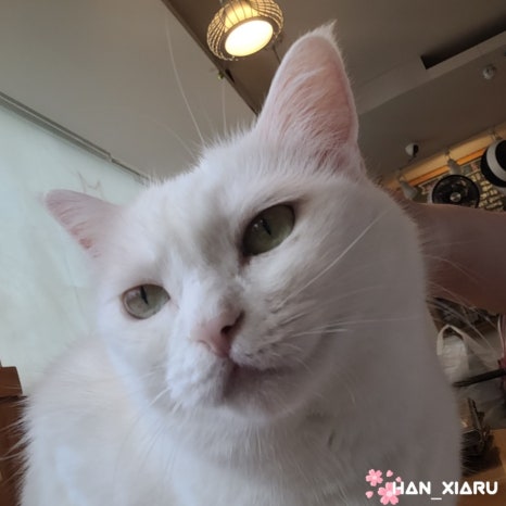 콩볶는야옹이 이미지