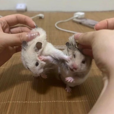 윤금 이미지