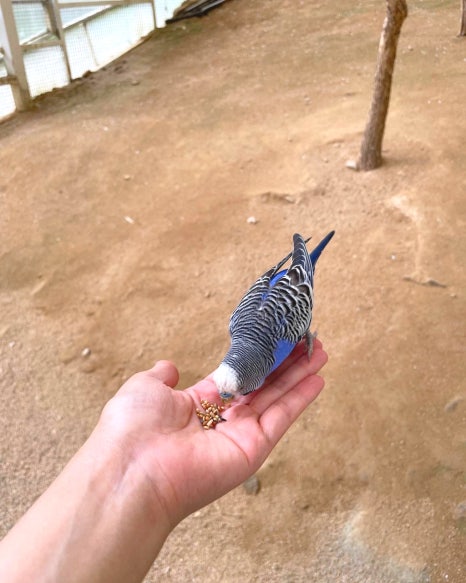 아이쪼아 이미지