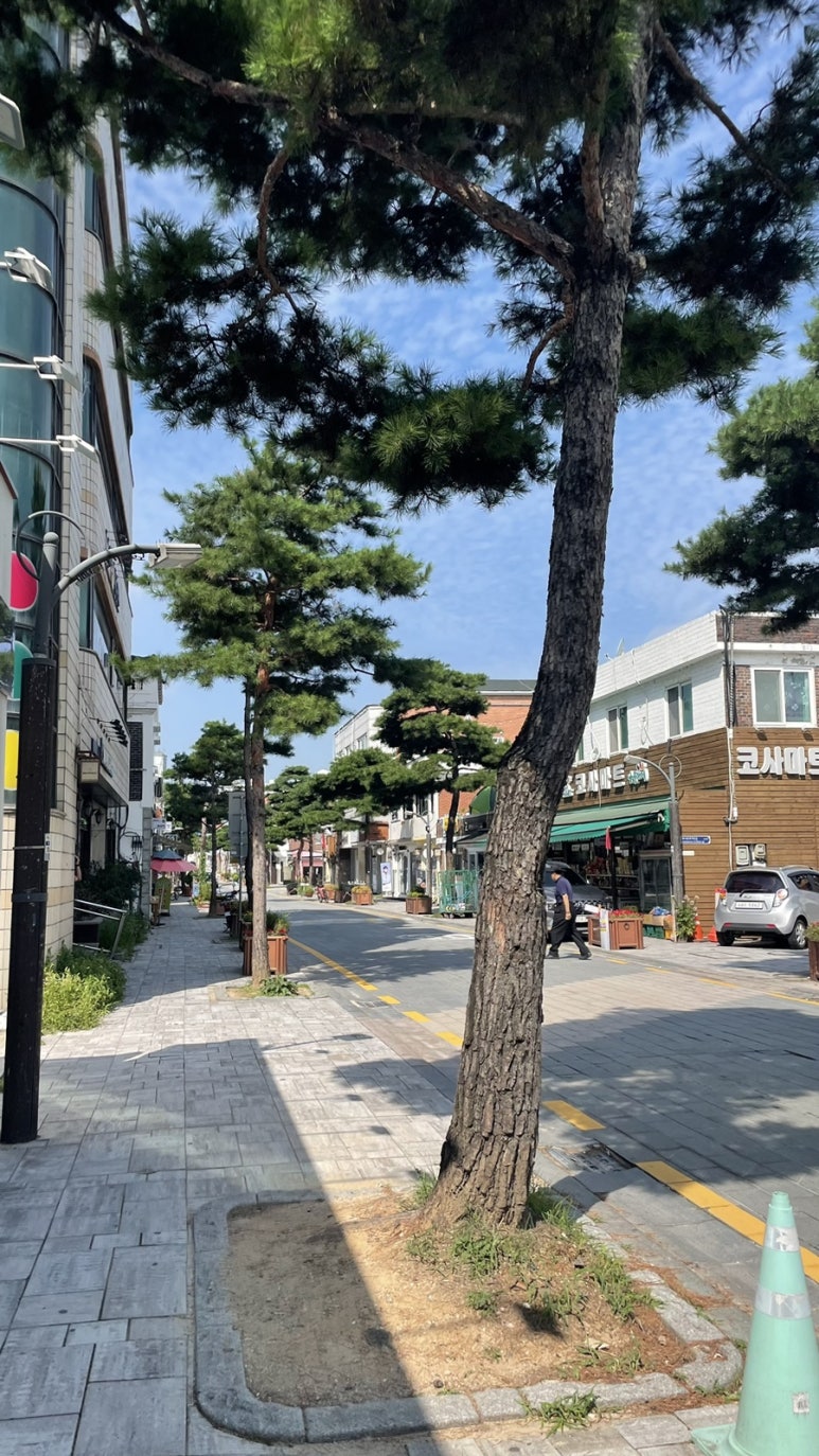 라빈세앙 이미지