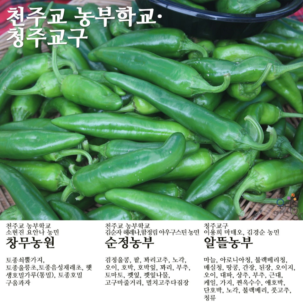 평창천년삼 이미지