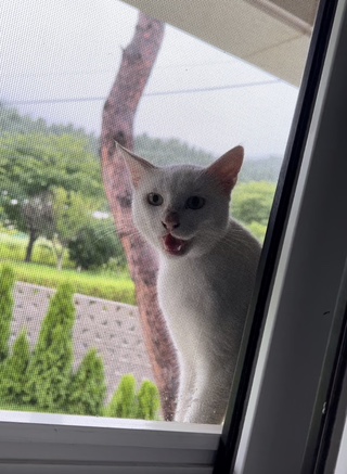브니엘의아침 이미지