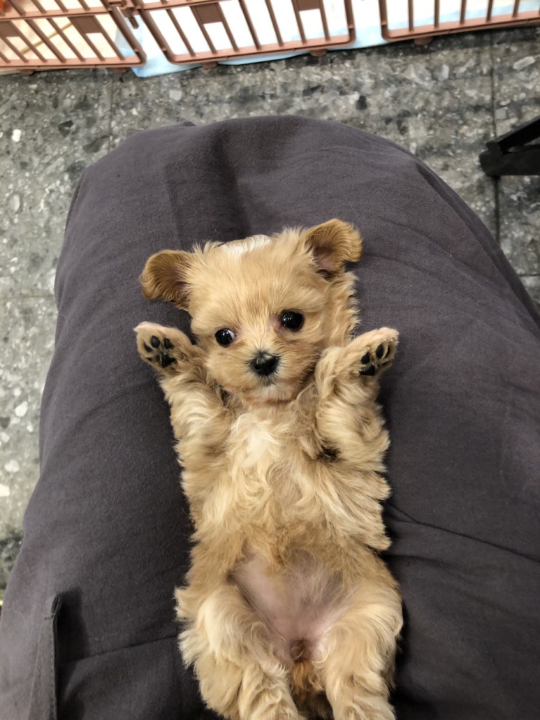 푸른들동물병원 이미지