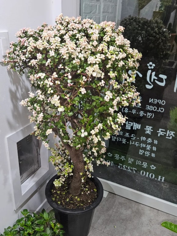 에덴화원 이미지
