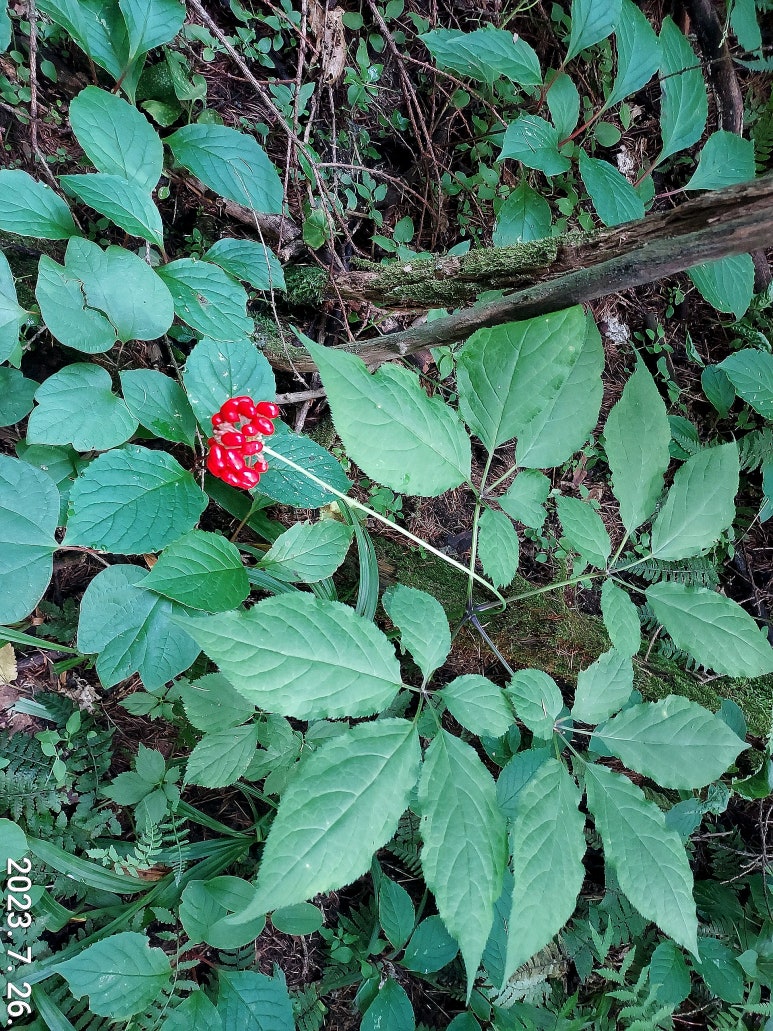 숲속에 산삼 꽃, 산삼 딸, 산삼 열매 산삼 씨앗 채취시기, 영글어 가는 시기, 산삼 꽃 피는 시기 : 네이버 블로그