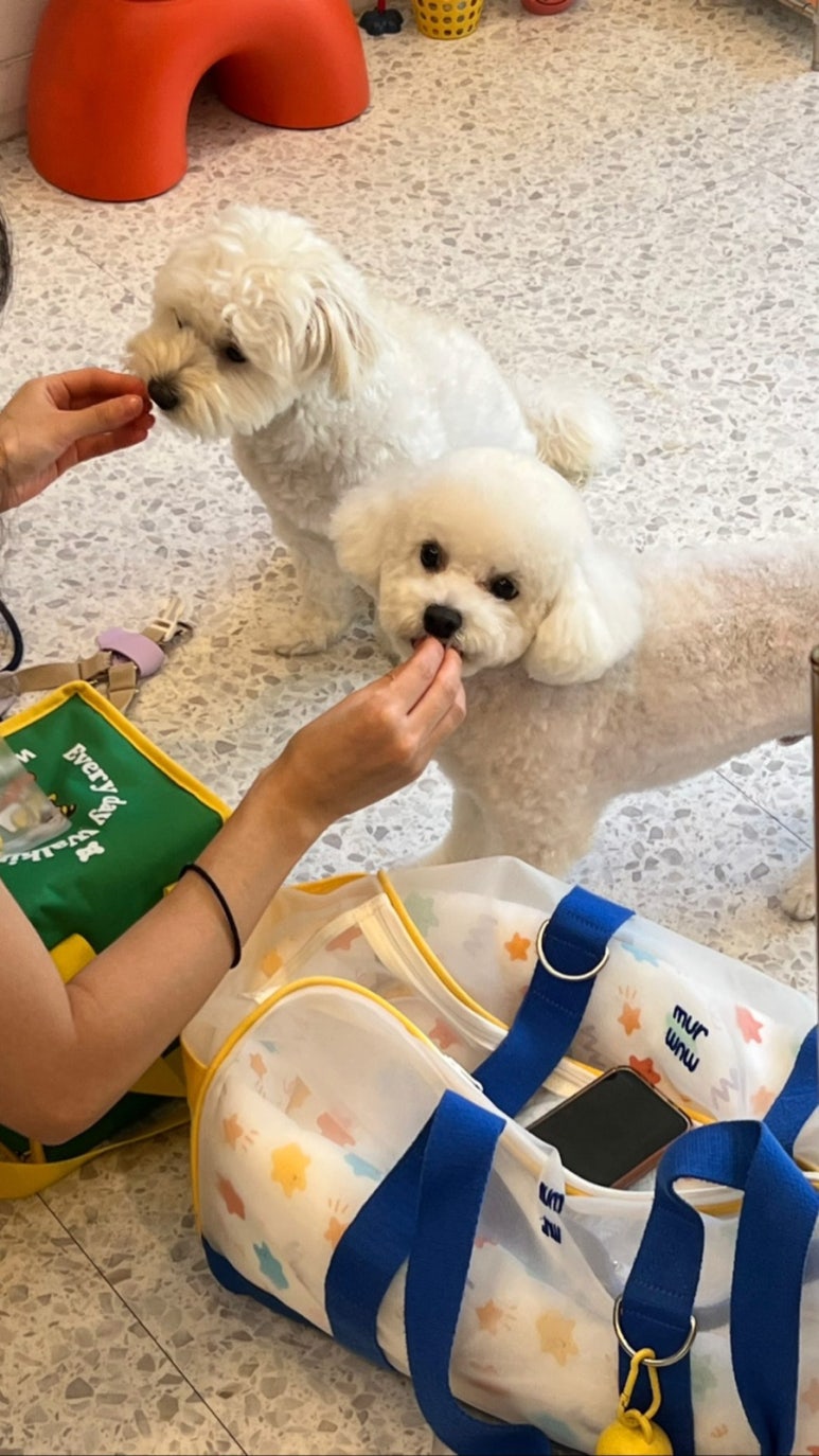 널독(NERDOG) 이미지