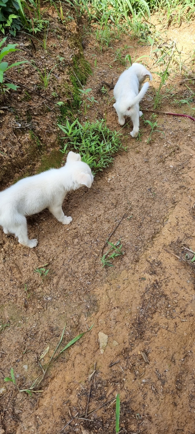 선산퇴비 이미지