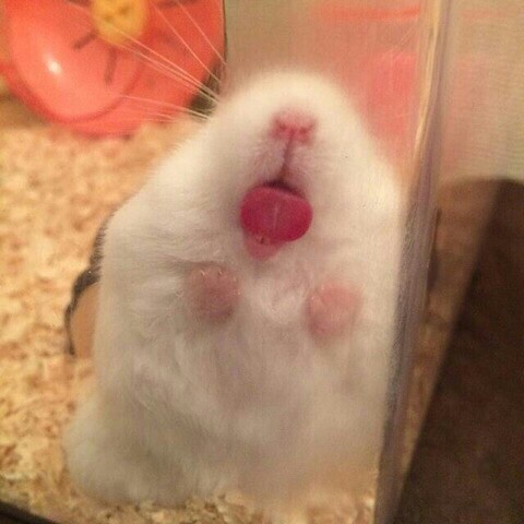 로바다야끼그물 이미지