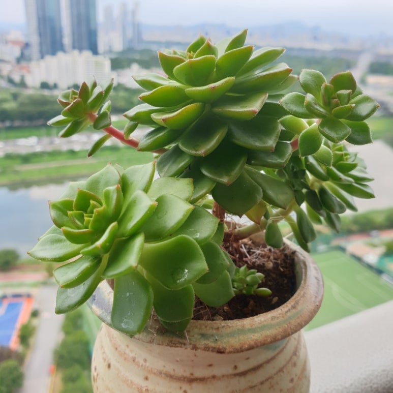 삐삐다육 이미지