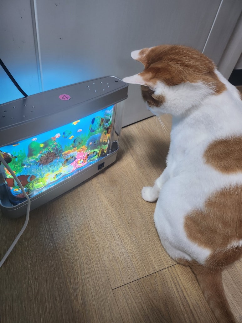 플랙스캣 이미지