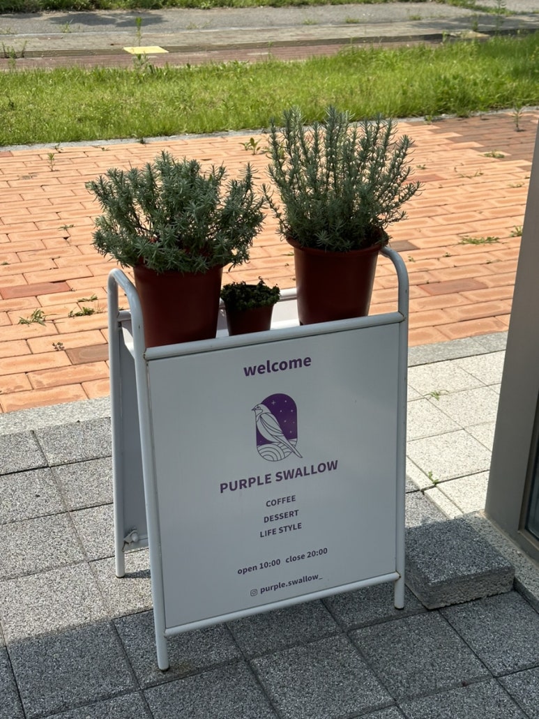 퍼플 스왈로우 이미지