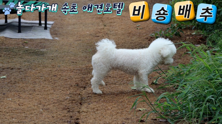 놀다가개 이미지